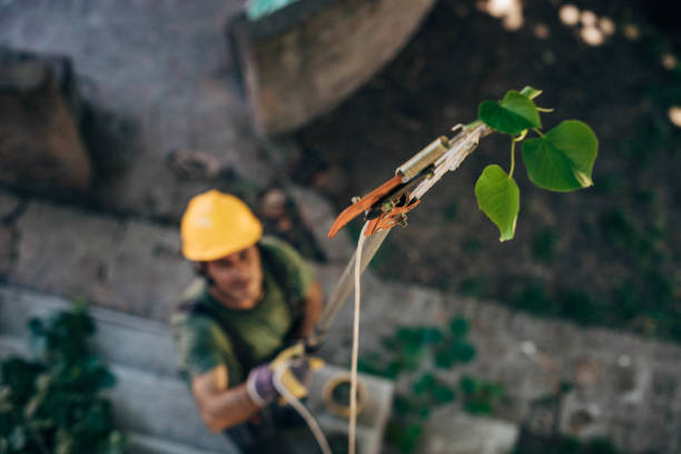 Best Fruit Tree Pruning  in La Grange Park, IL